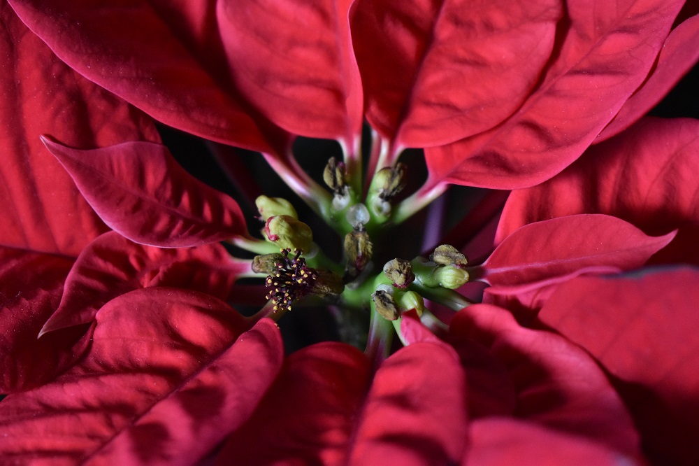 Poinsettia